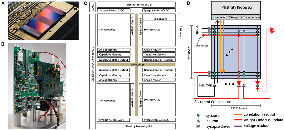 Frontiers | The BrainScaleS-2 Accelerated Neuromorphic