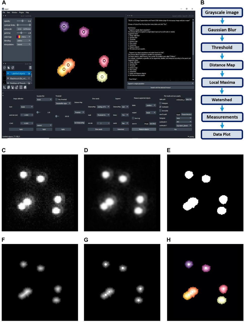 Frontiers | ZELDA: A 3D Image Segmentation and Parent-Child Relation ...