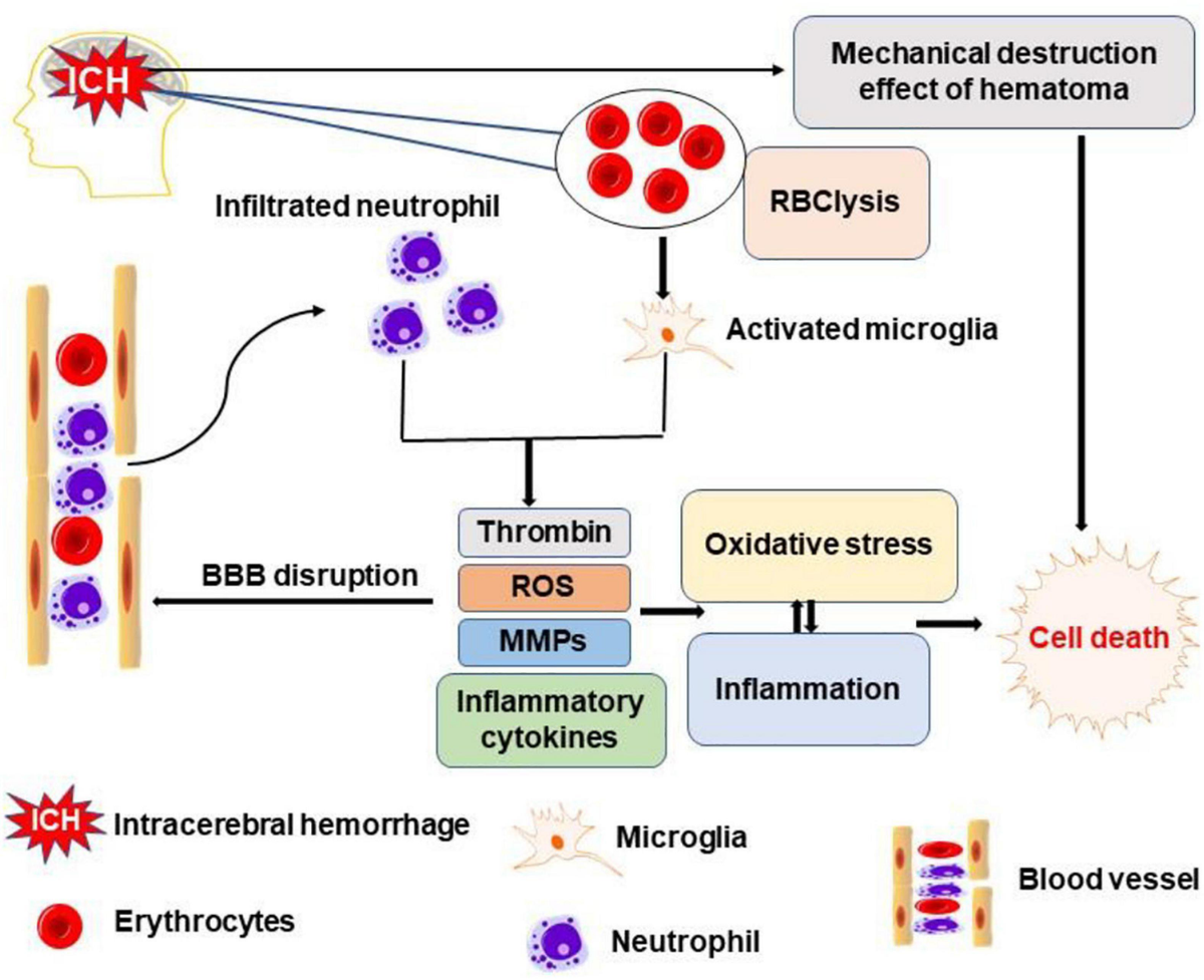 Frontiers | Modes of Brain Cell Death Following