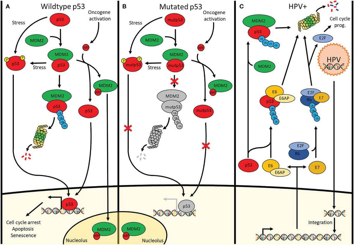 Frontiers | Restoring p53 Function in Head and Neck Squamous