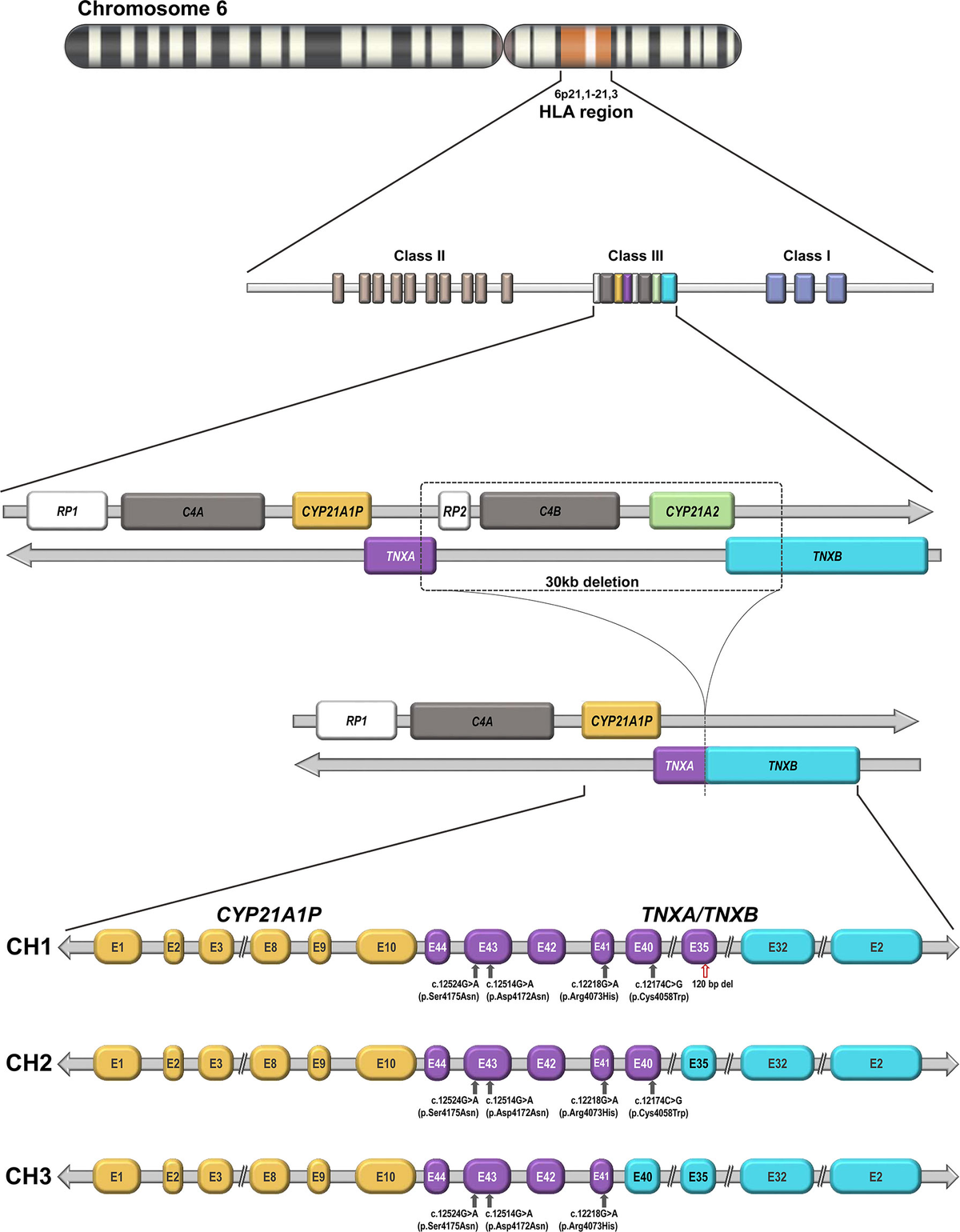 健康・医学 chat gene Pro 71qhnc3Dv8L._UF894,1000_QL80_.jpg