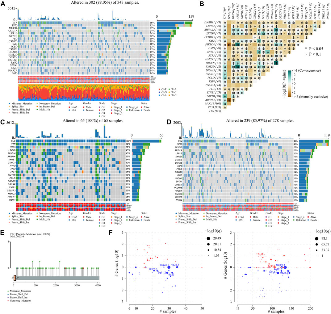 Frontiers | Association of FLG mutation with tumor mutation load