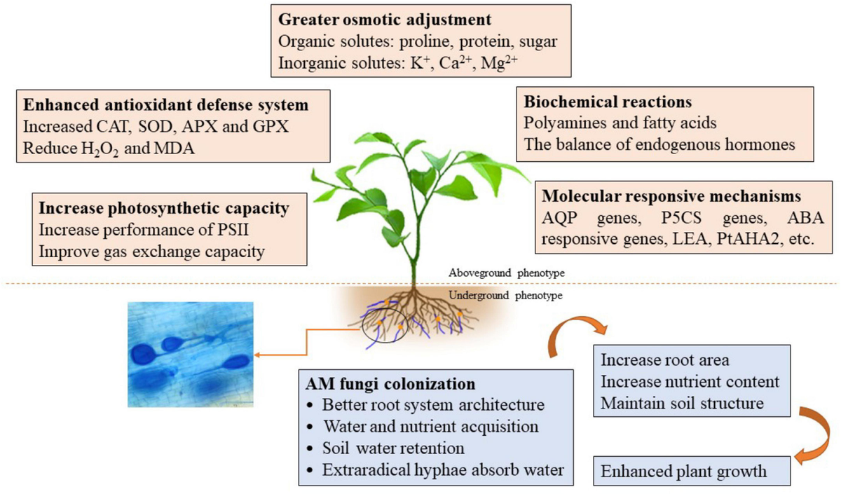Frontiers | Elucidating the Mechanisms Underlying Enhanced Drought