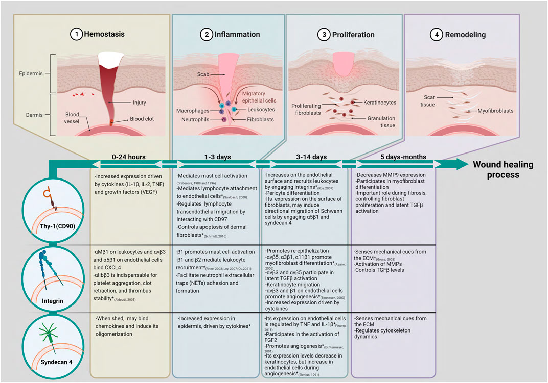 Frontiers | Thy-1 (CD90), Integrins and Syndecan 4 are Key