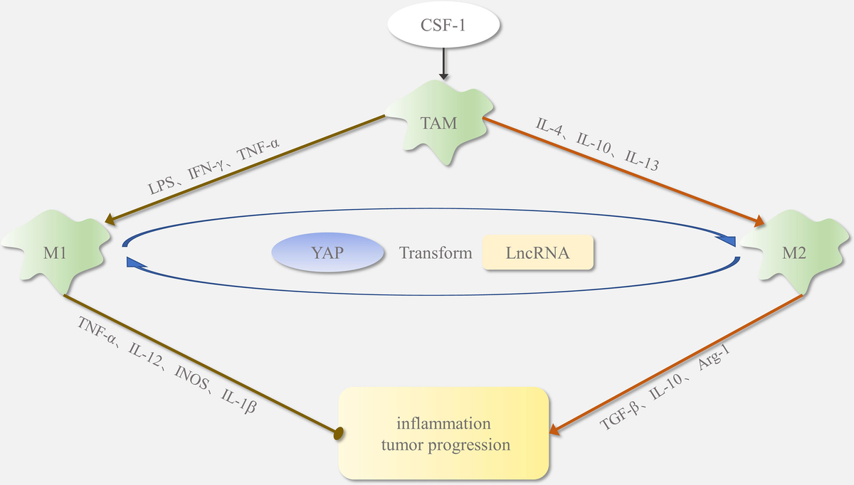 Exosomal SOX21-AS1 Regulates EREG by Sponging miR-451a and