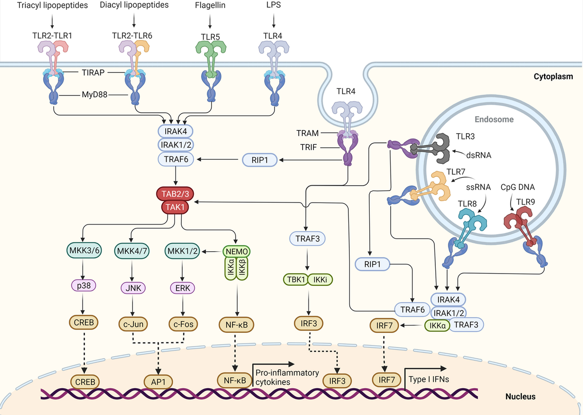 Frontiers Toll Like Receptor Signaling And Its Role In Cell Mediated Frontiers Toll Like Receptor Signaling And Its Role In Cell Mediated
