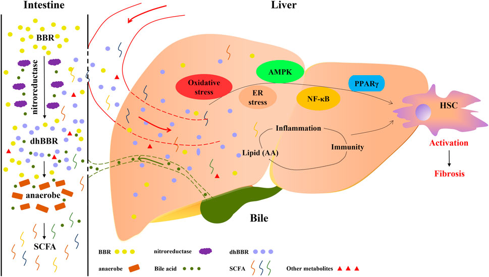 Frontiers | Therapeutic Effects of Berberine on Liver