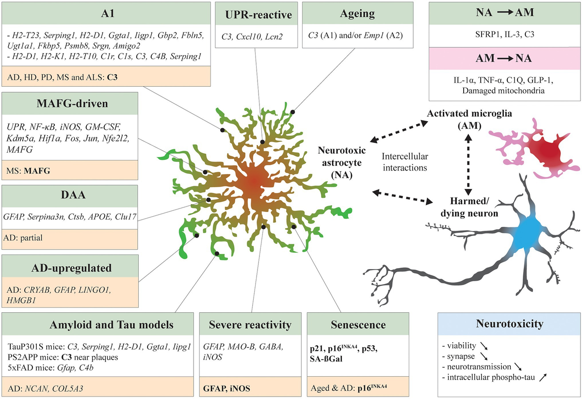 Frontiers | The Multifaceted Neurotoxicity of Astrocytes in Ageing and ...