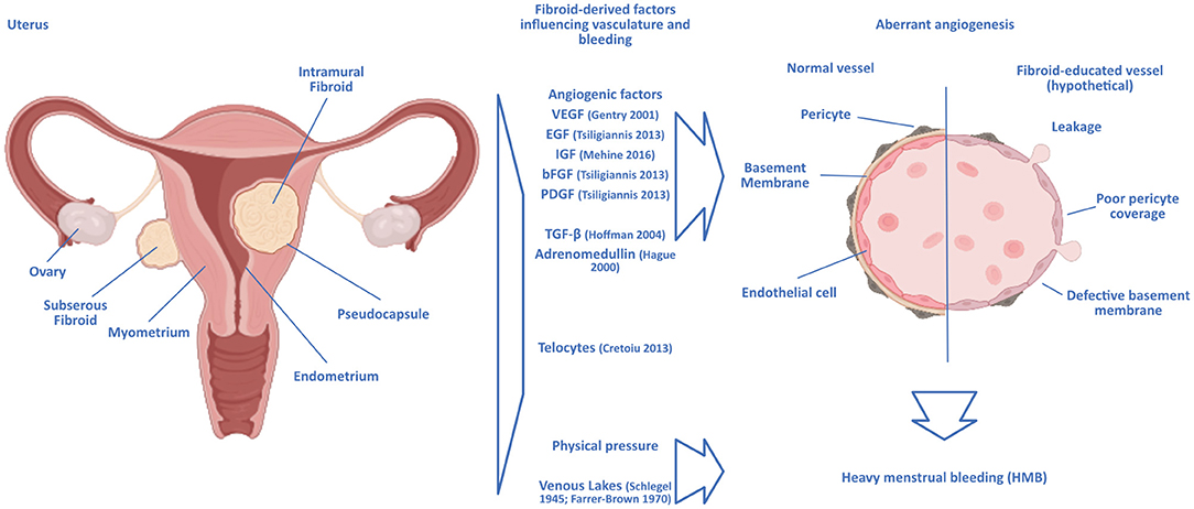 Intermenstrual bleeding meaning online
