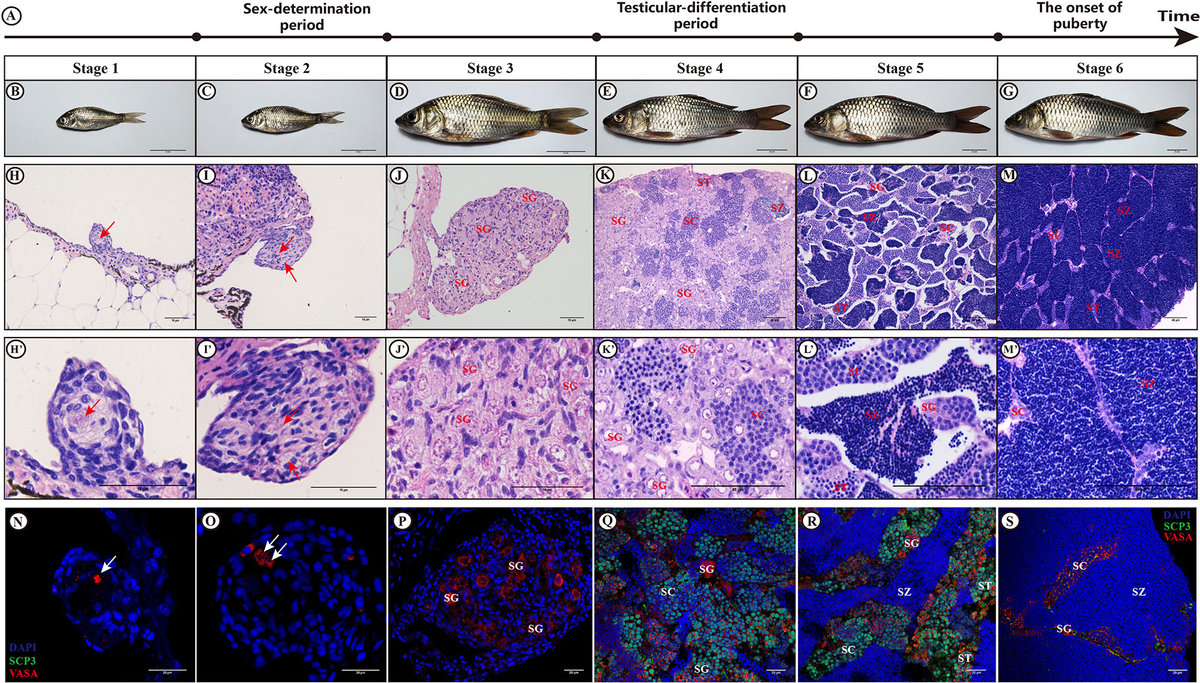 Frontiers | Dynamic Gene Expression and Alternative Splicing