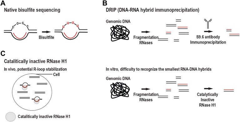 Frontiers | Role of Nuclear Non-Canonical Nucleic Acid Structures 