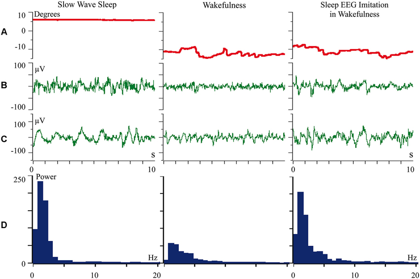 Frontiers | Partial sleep in the context of augmentation of brain function