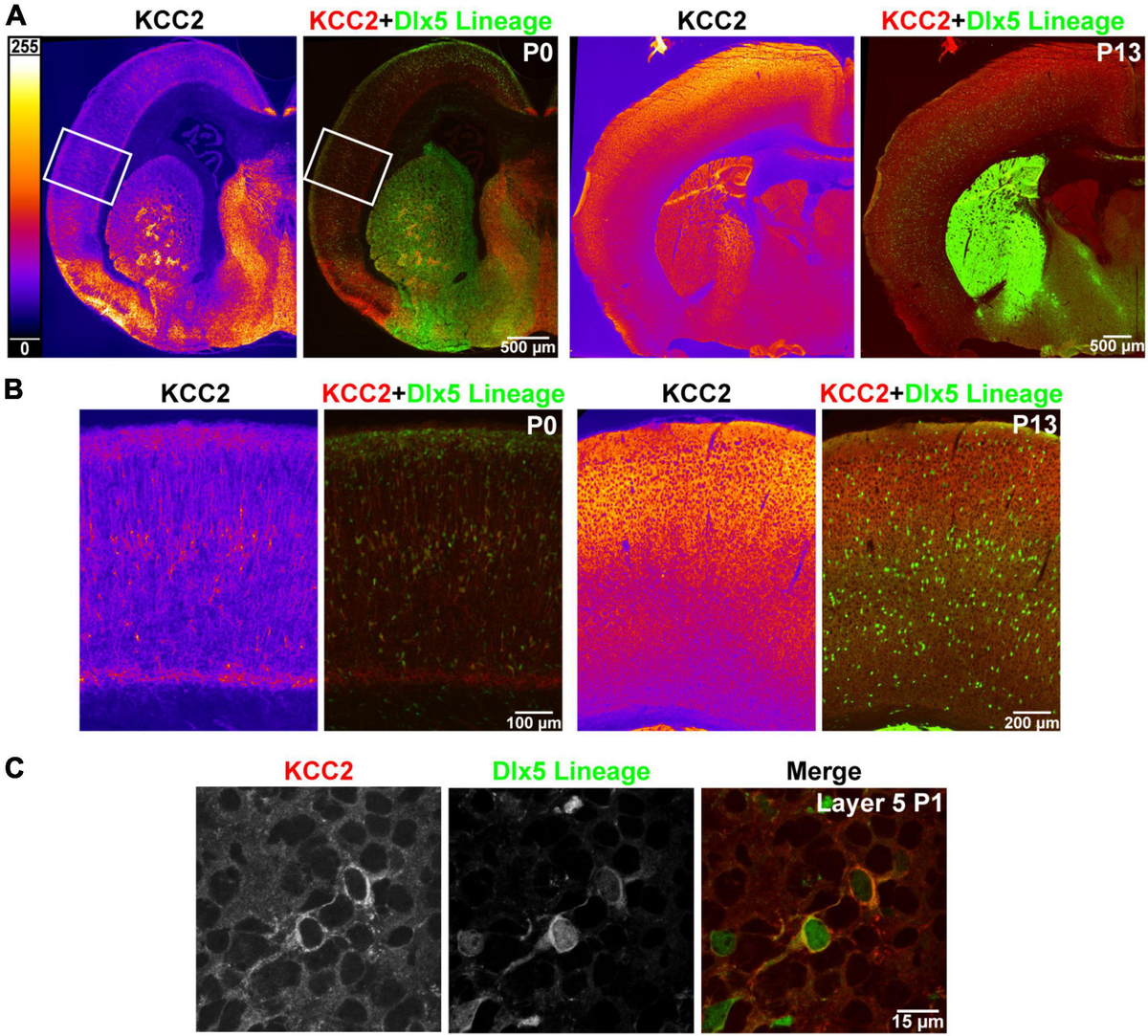 Non-epithelial stem cells and cortical interneuron