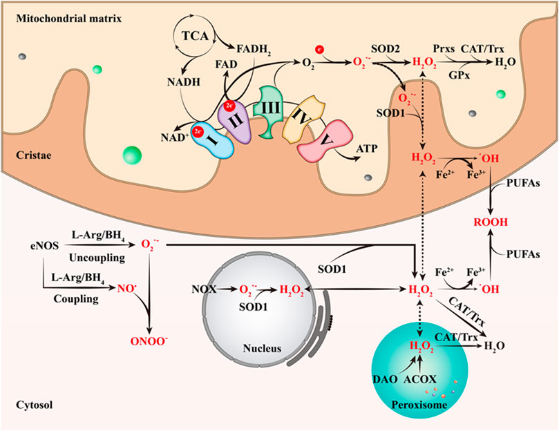 Frontiers | Mitochondrial Function and Reactive Oxygen Frontiers | Mitochondrial Function and Reactive Oxygen