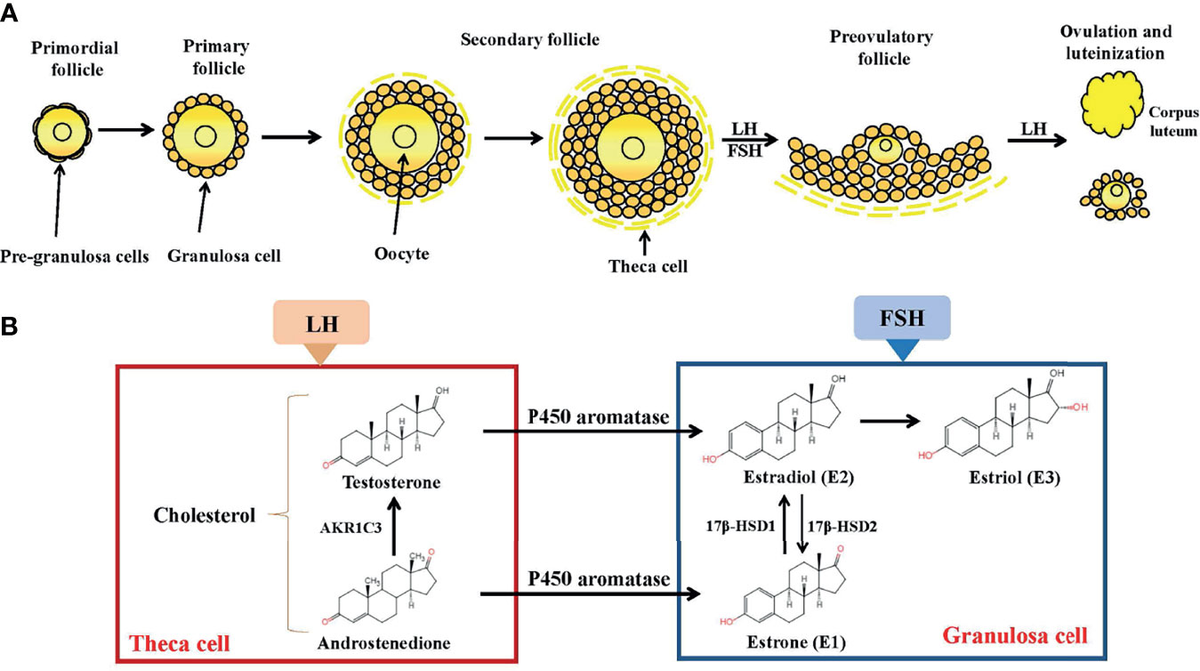 経典ブランド Biosynthesis Estrogen | Frontiers and in Transduction Signal Nintendo Switch