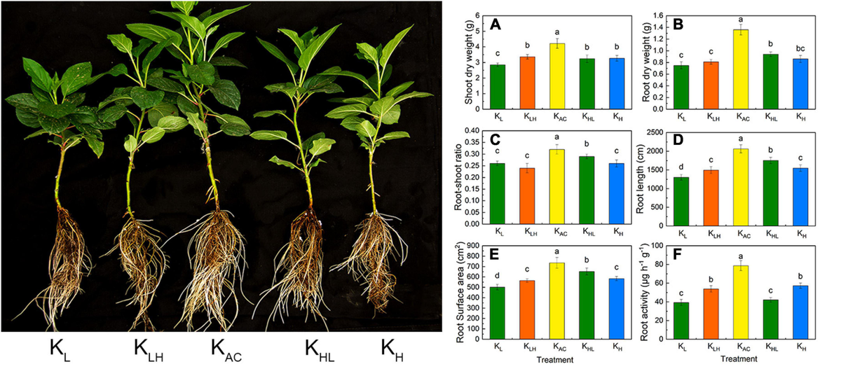 Frontiers | Appropriate and Constant Potassium Supply
