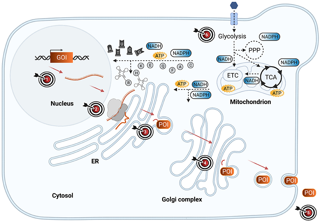 Recombinant Protein Production in Yeast (Methods in