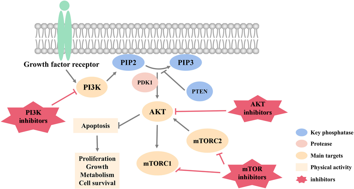 Frontiers | New Advances in Targeted Therapy of HER2