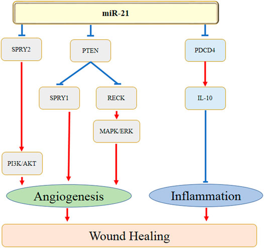 Frontiers | Roles of MicroRNA-21 in Skin Wound Healing: A