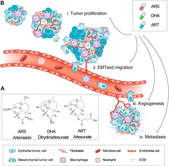 Frontiers | Repurposing Artemisinin and its Derivatives as