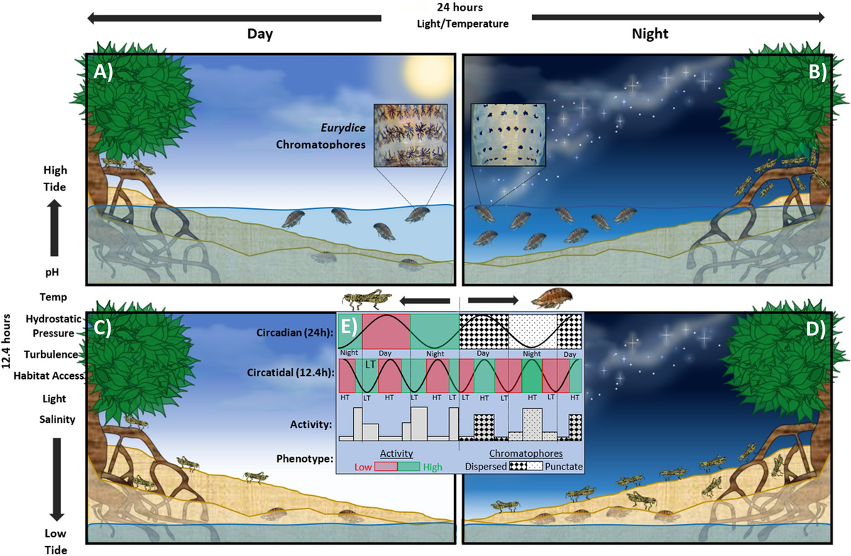 Circadian Clocks | 北海道大学出版会