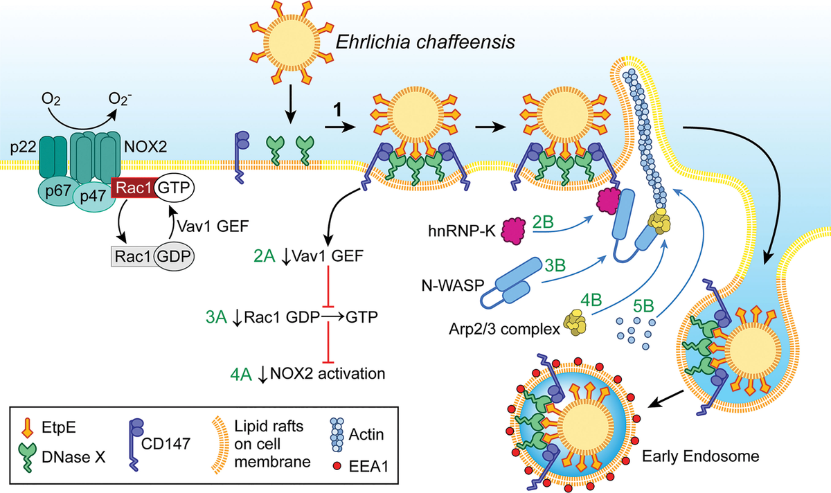 Frontiers | The “Biological Weapons” of Ehrlichia chaffeensis 