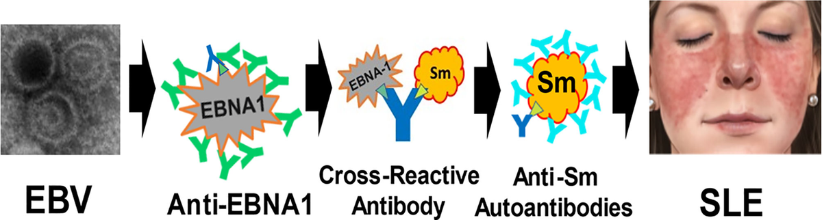 Frontiers | A High Prevalence of Anti-EBNA1 Heteroantibodies