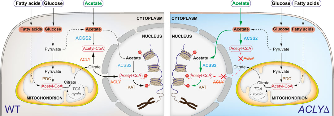 Investigation of the fatty acid transporter-encoding genes