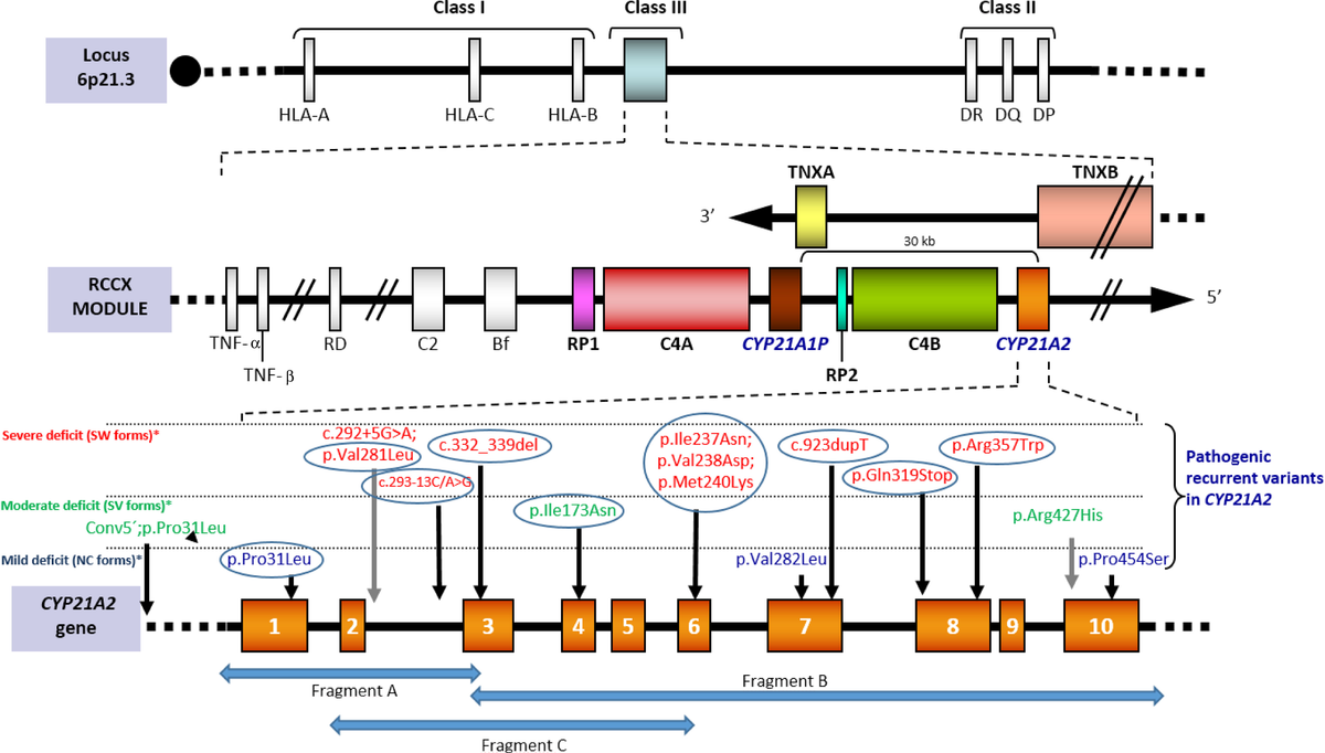 Frontiers | Molecular Diagnosis of Steroid 21-Hydroxylase