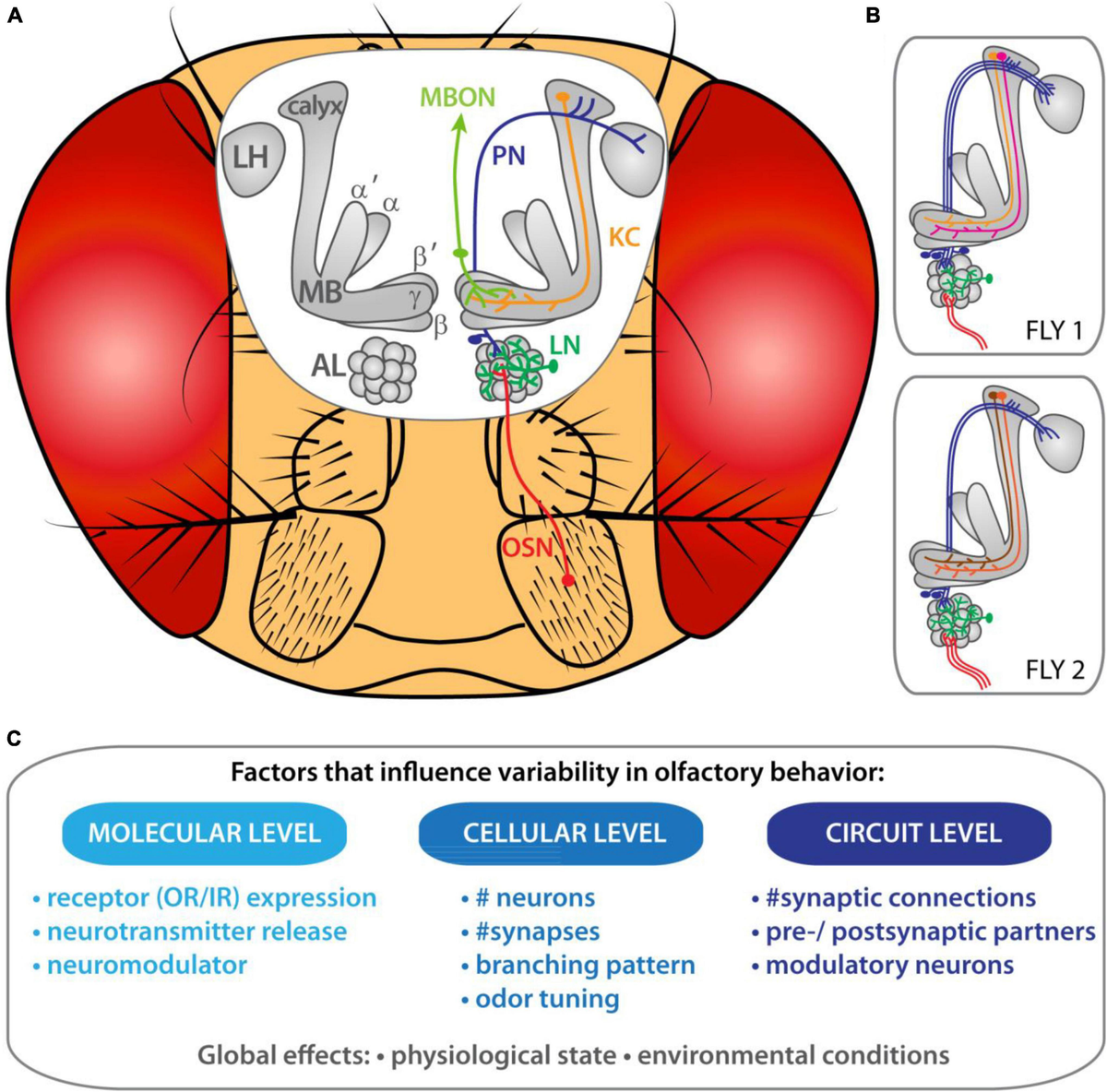 Frontiers | Shedding Light on Inter-Individual Variability