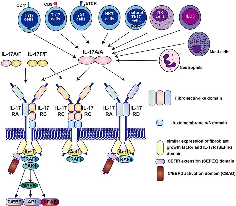Frontiers | Maternal and Adult Interleukin-17A Exposure and