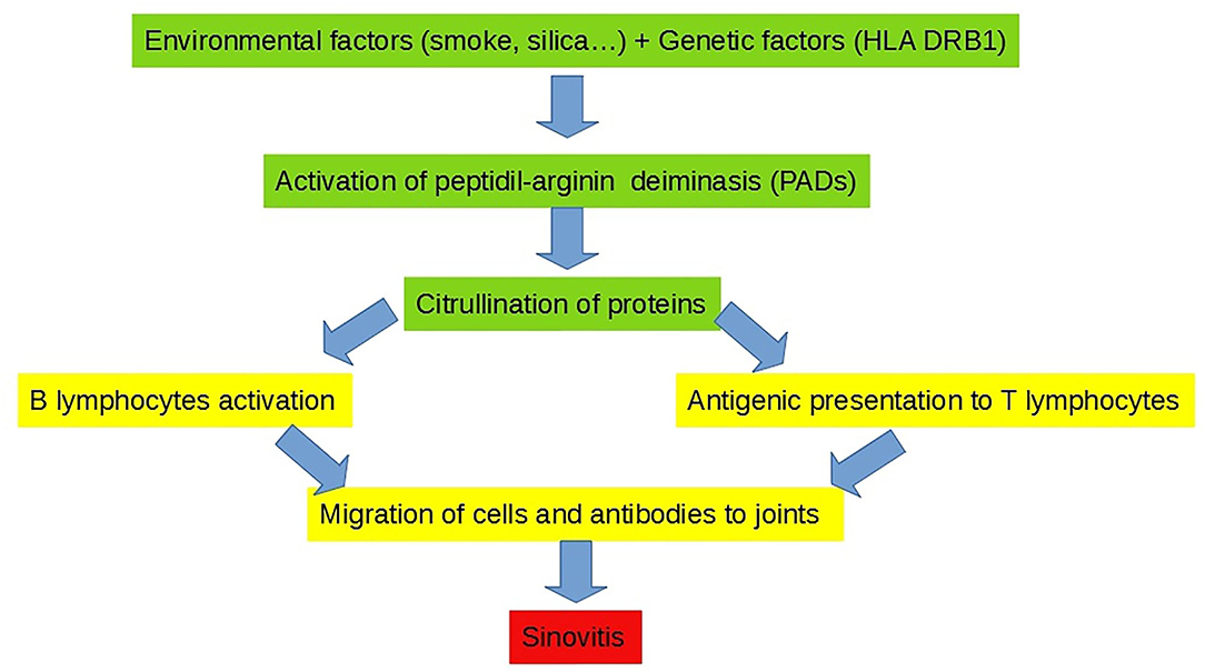 Frontiers | Interstitial Lung Disease in Rheumatoid