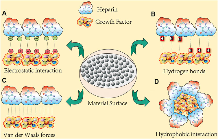 まとめ買いでお得 Frontiers | Bone in Heparin of Role Auxiliary The その他