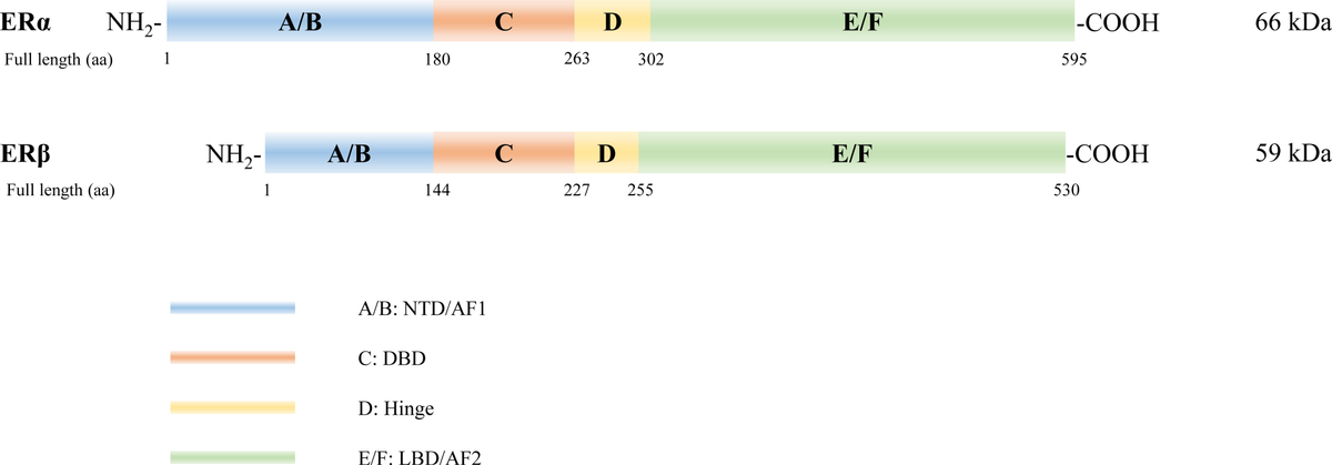 Frontiers | Role of estrogen receptors in health and disease