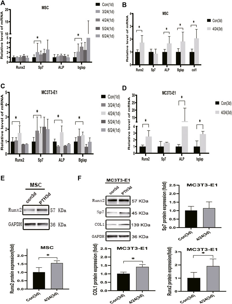 Frontiers | Evaluating Osteogenic Differentiation of