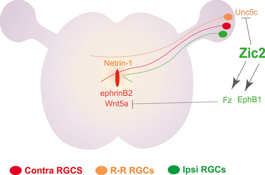 Frontiers | Transcriptional Control of Axon Guidance at