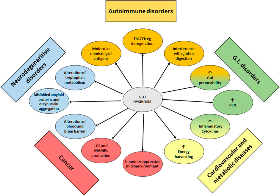 Frontiers | Nutraceuticals in the Modulation of the