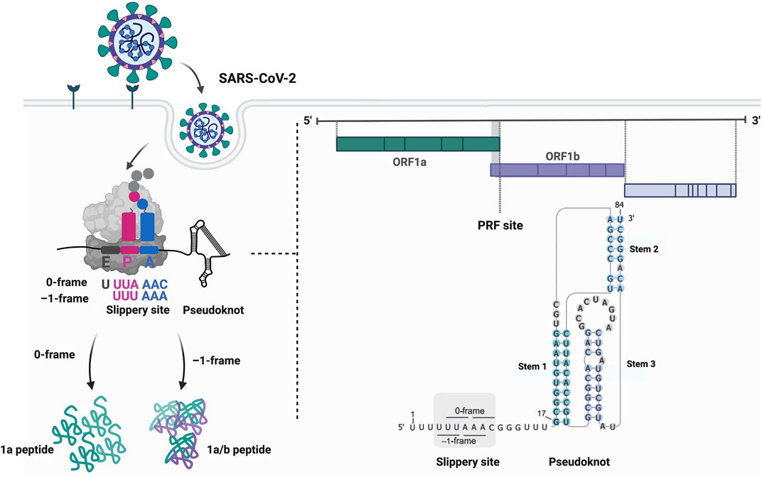 Frontiers Thinking Outside the Frame Impacting Genomes Capacity by