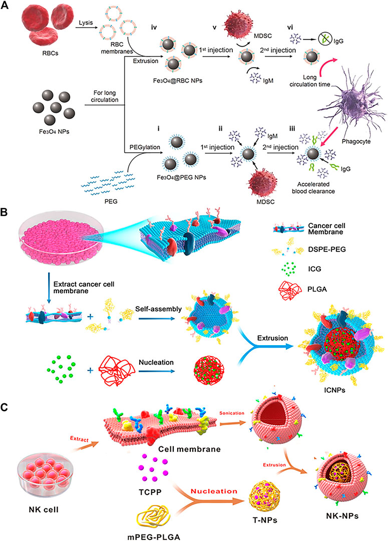 Frontiers | Engineered Cell Membrane-Derived Nanocarriers