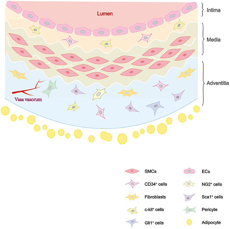 Frontiers | Vascular Stem/Progenitor Cells in Vessel Injury
