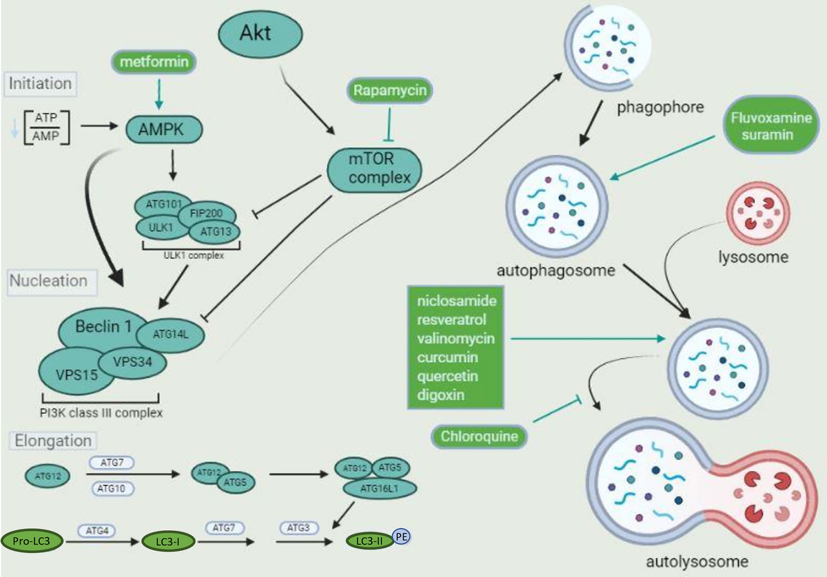 Frontiers | Autophagy Modulators in Coronavirus Diseases: A Frontiers | Autophagy Modulators in Coronavirus Diseases: A