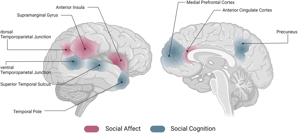 The Mindful Brain: Cortical Organization and the Group