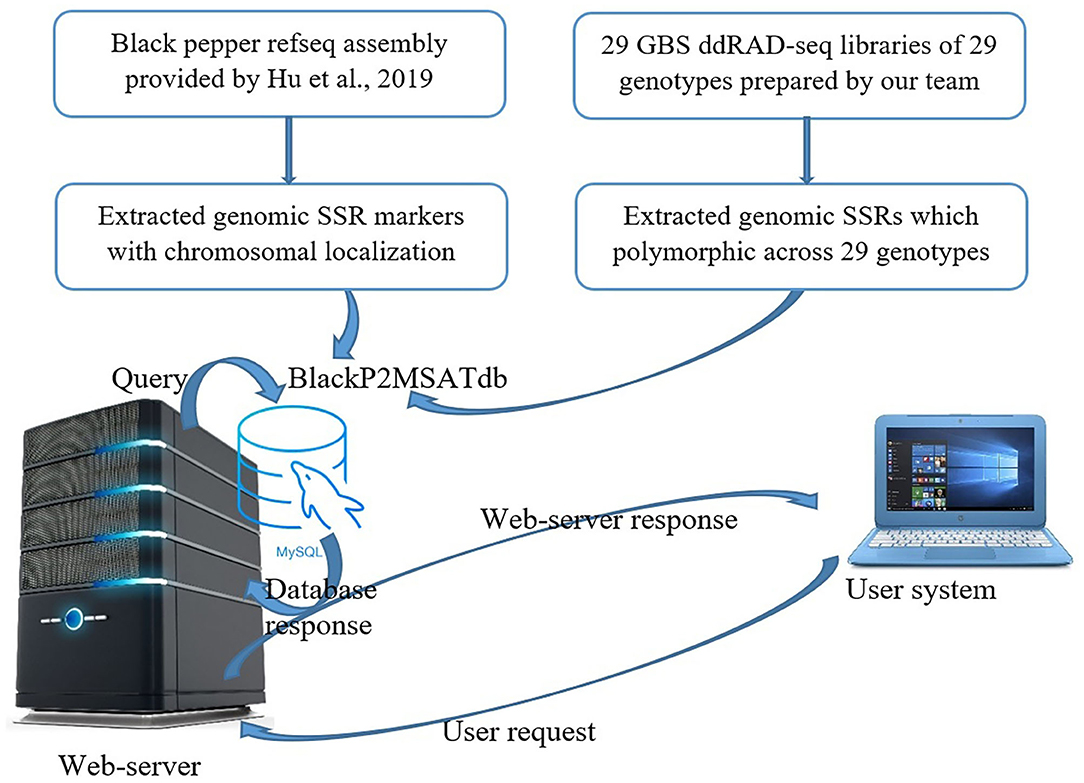 Frontiers Rapid Genome Wide Location Specific Polymorphic SSR Marker