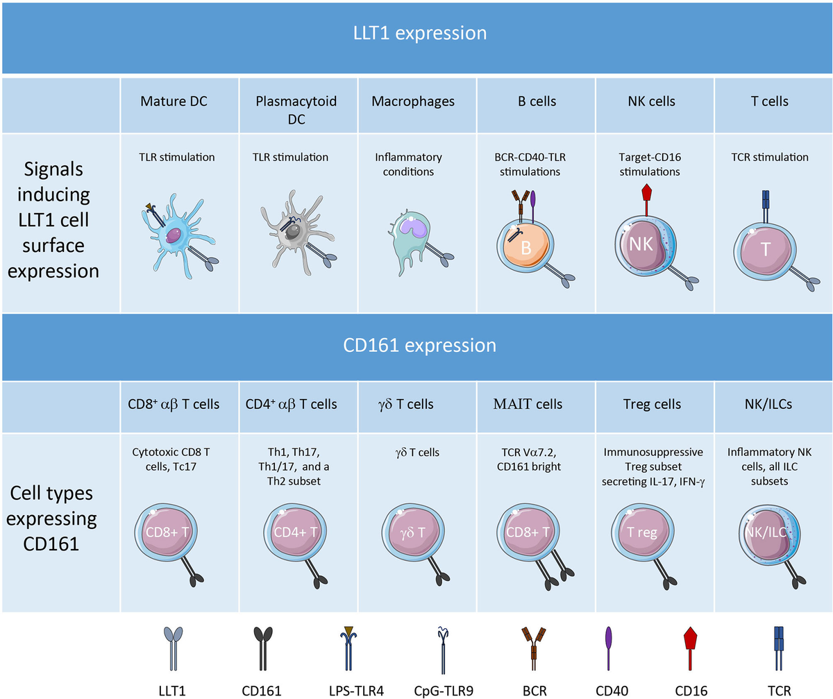 Frontiers | LLT1-CD161 Interaction in Cancer: Promises and