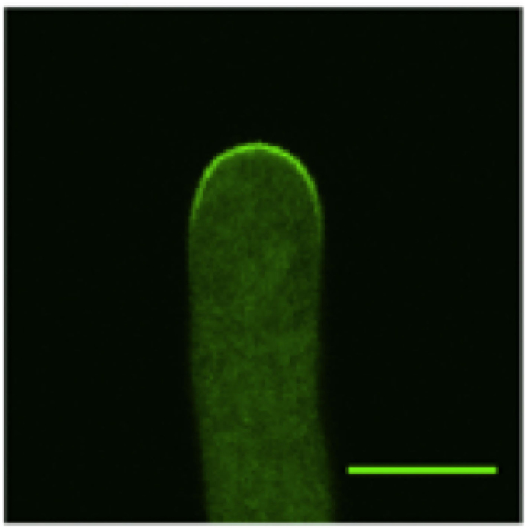 Frontiers | Constrained Nonlinear and Mixed Effects Integral