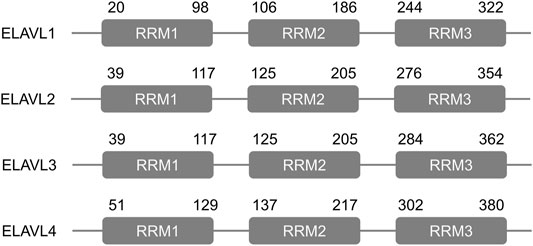 Frontiers | Roles of Embryonic Lethal Abnormal Vision-Like