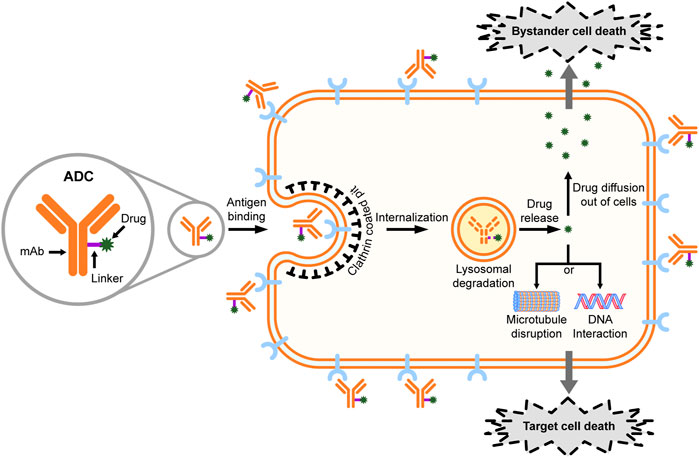 Frontiers | Antibody-Drug Conjugates Targeting the Human Frontiers | Antibody-Drug Conjugates Targeting the Human