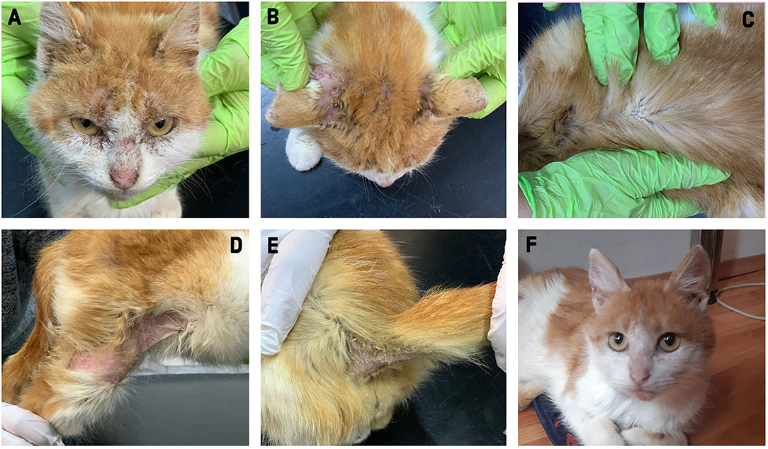 Medication for mange in cats outlet