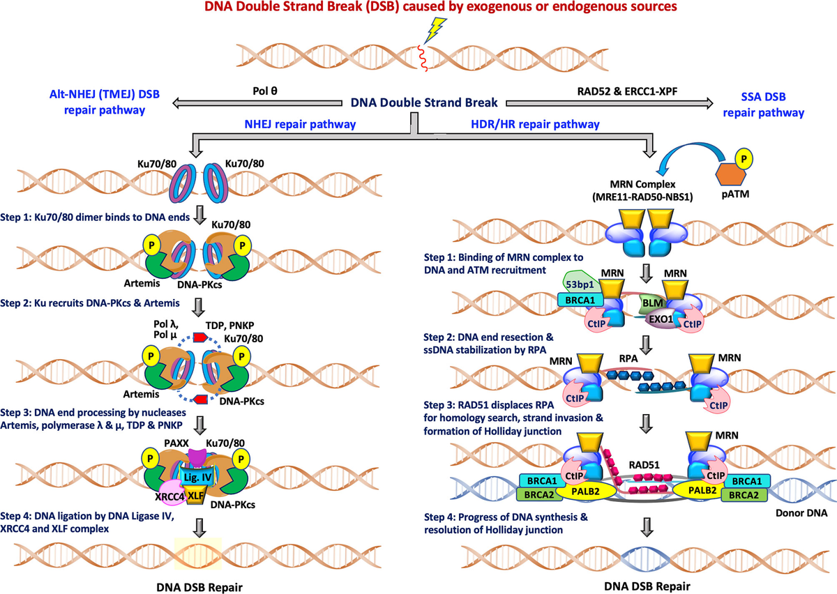 Aぇ!group DNA Repair of G1 induced DNA double-strand breaks in S-G2/M by