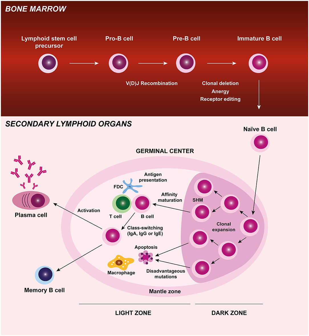 Frontiers | B Cells on the Stage of Inflammation in Juvenile Frontiers | B Cells on the Stage of Inflammation in Juvenile